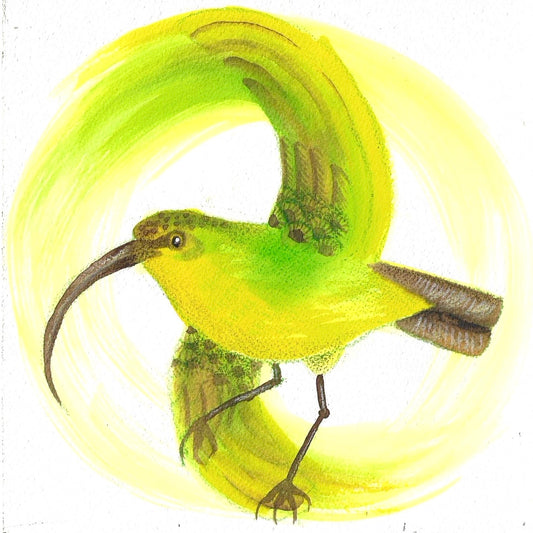 Kauaʻi ʻAkialoa Original