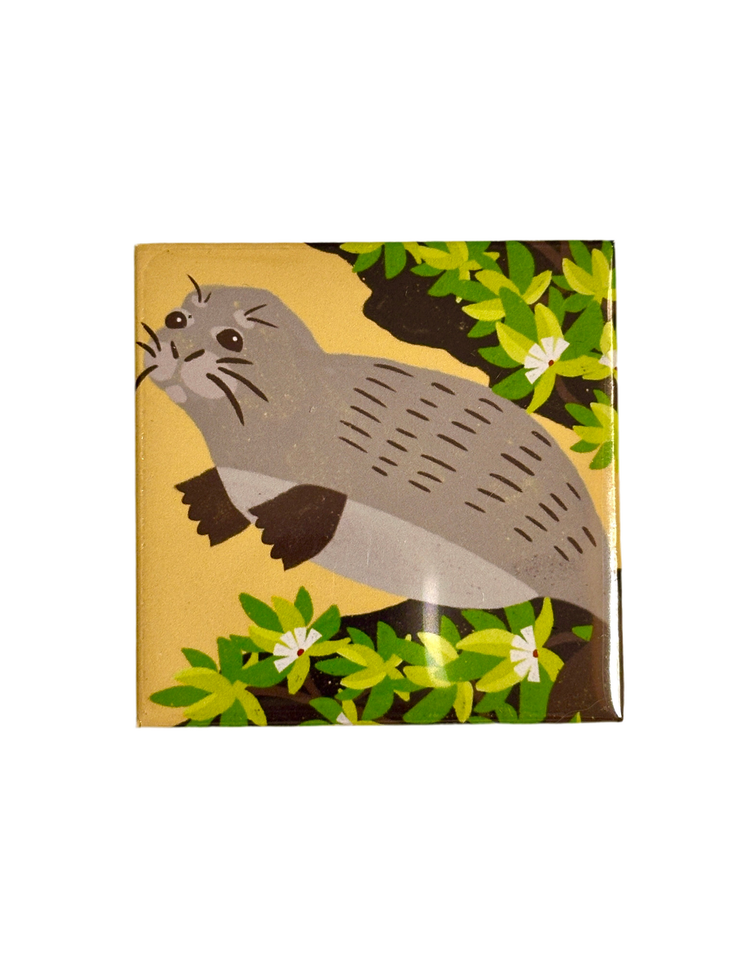 Monk Seal Magnet