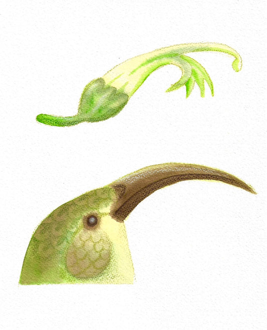 Maui Nui ʻAkialoa Reach Original