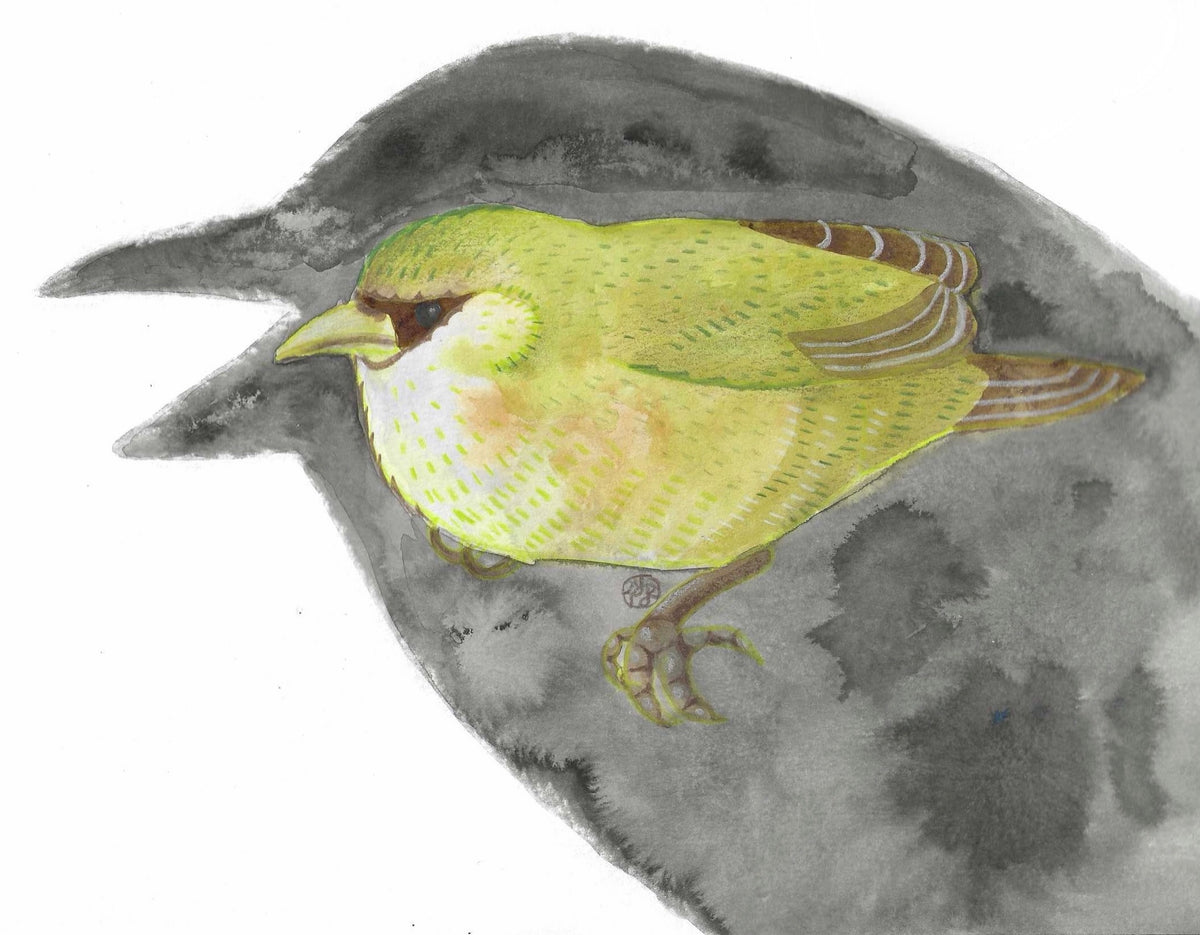 Hānau ka ʻalalā ka makua, puka kāna keiki he ʻalawī, lele
