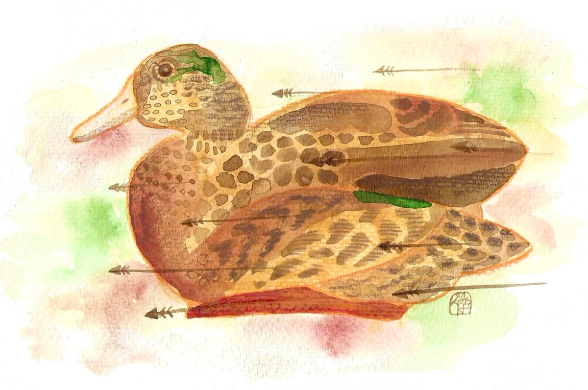 Koloa Maoli Drawing