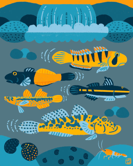 Kahawai Print