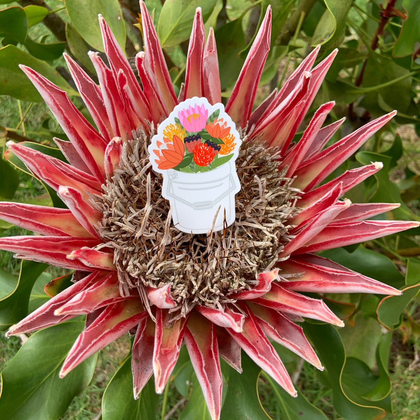 Protea Bucket Stickers