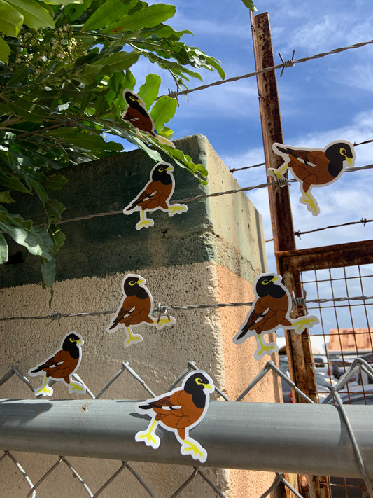 Myna Bird Stickers