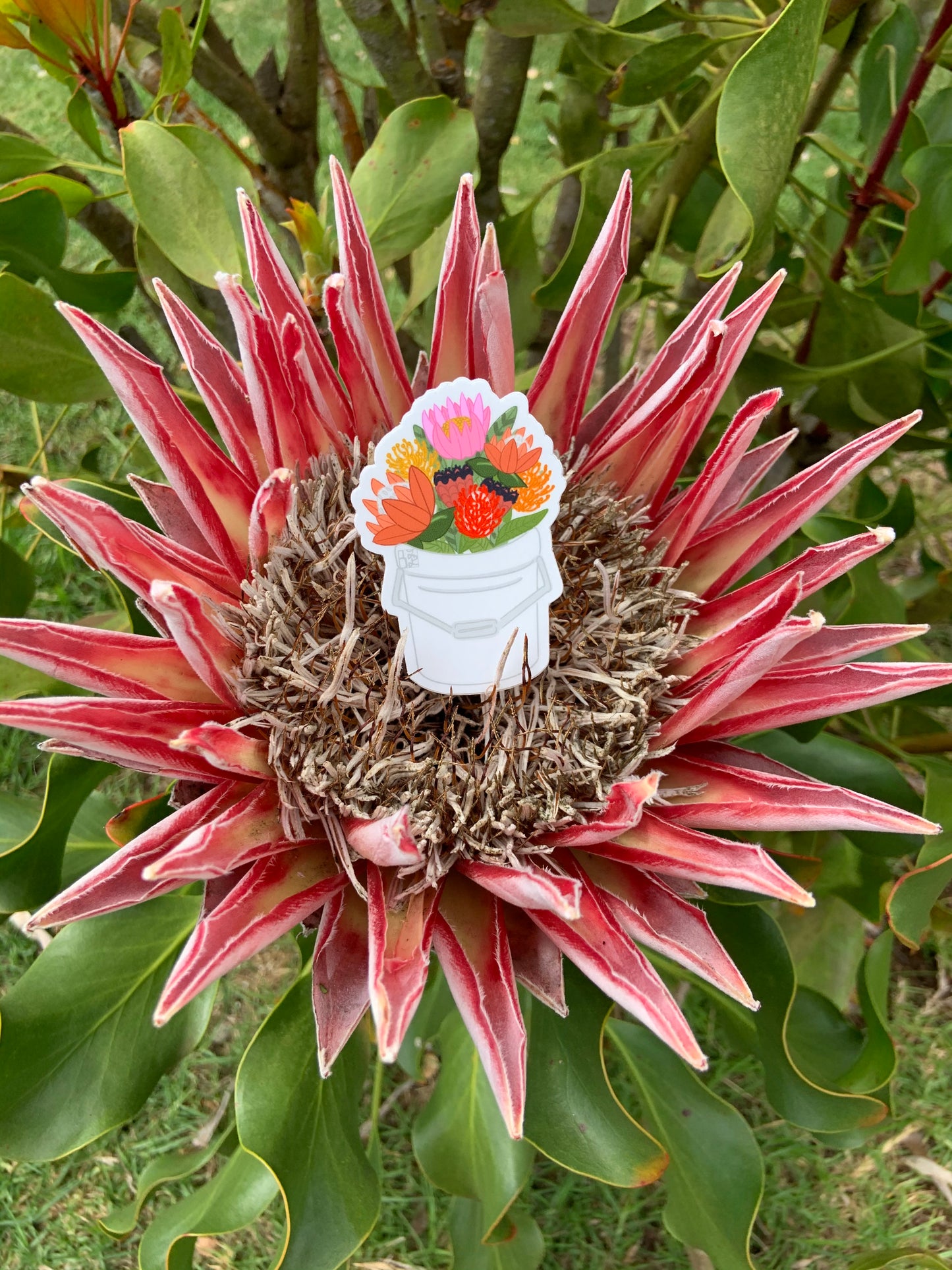 Protea Bucket Stickers