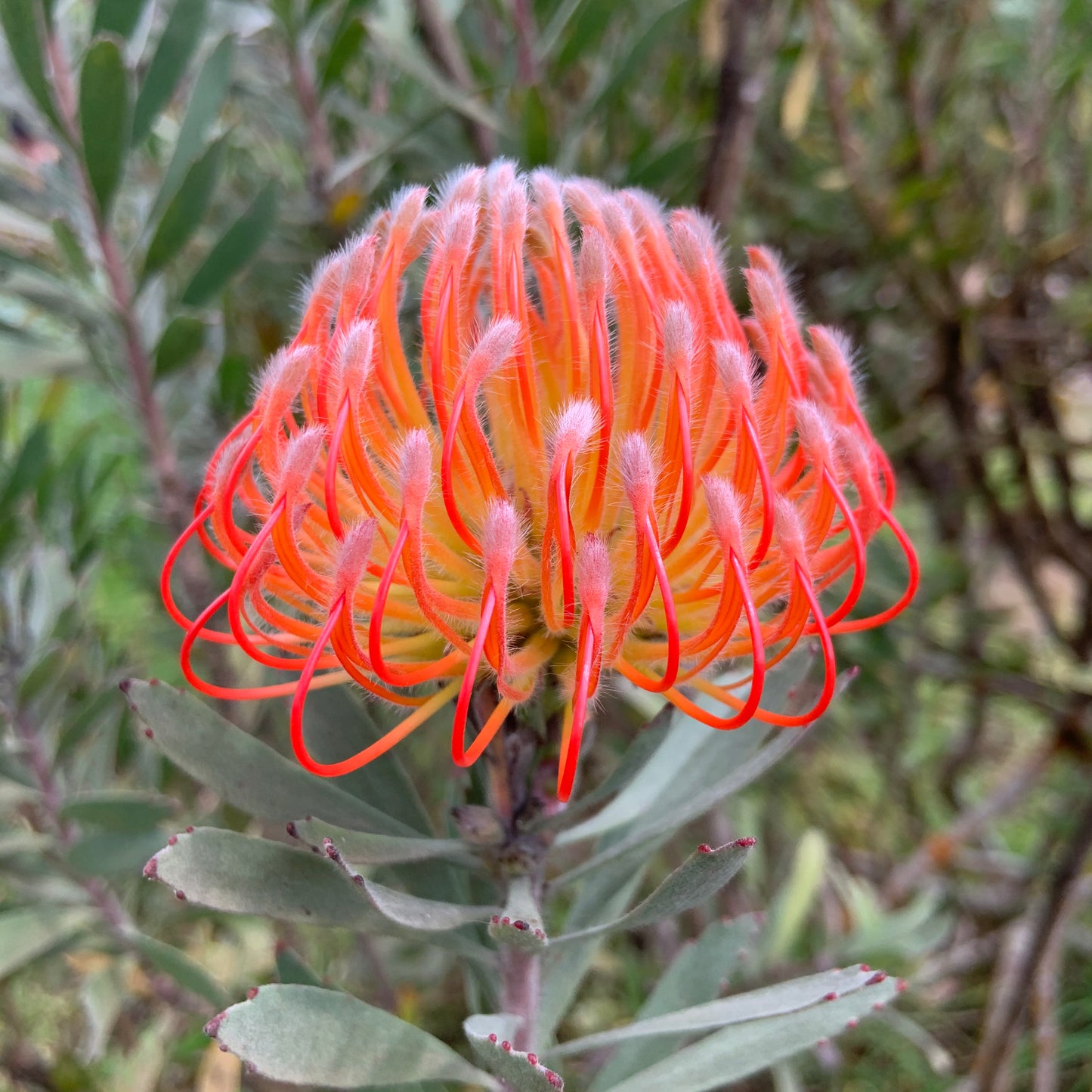 Protea Bucket Stickers