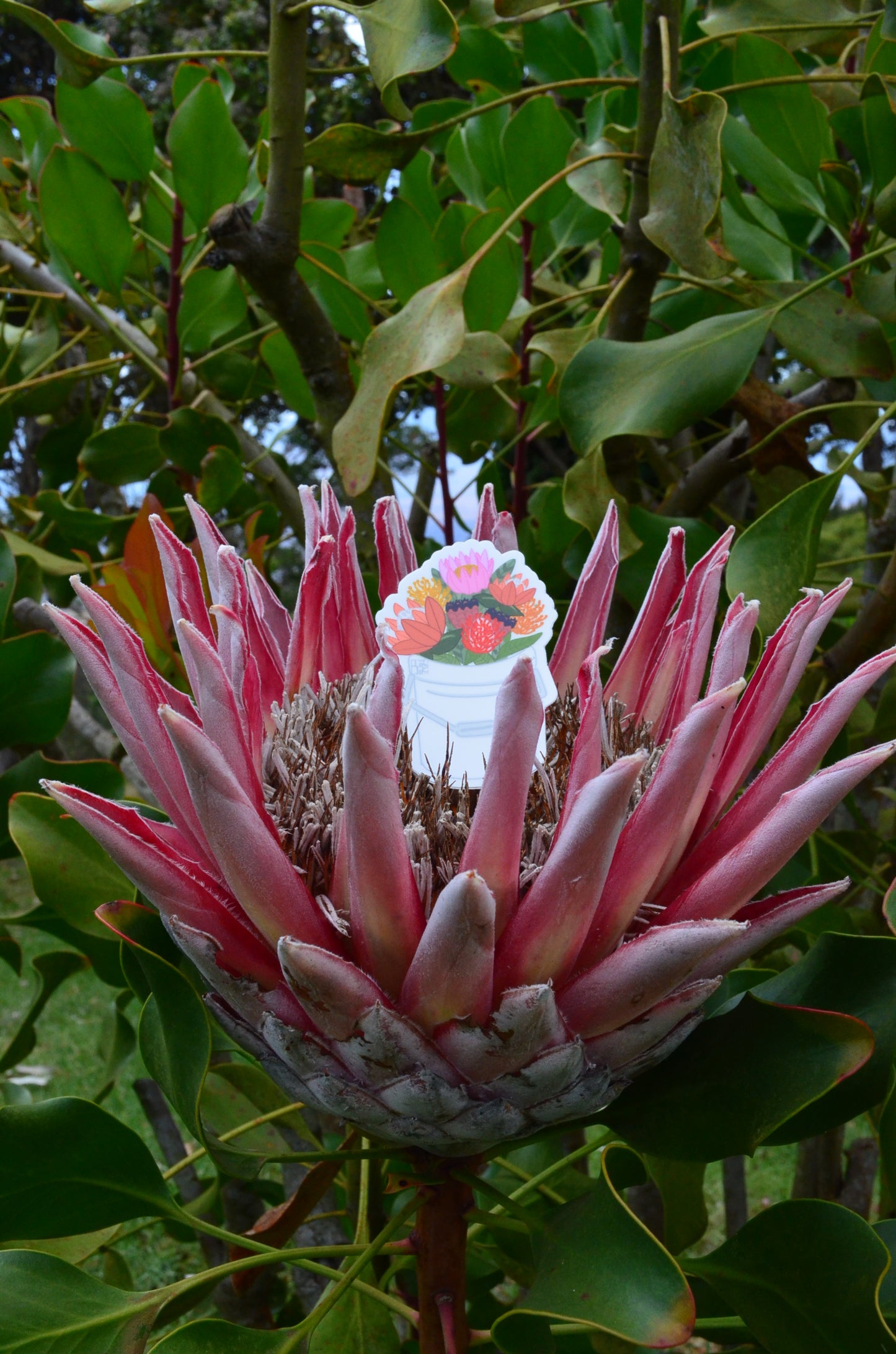 Protea Bucket Stickers