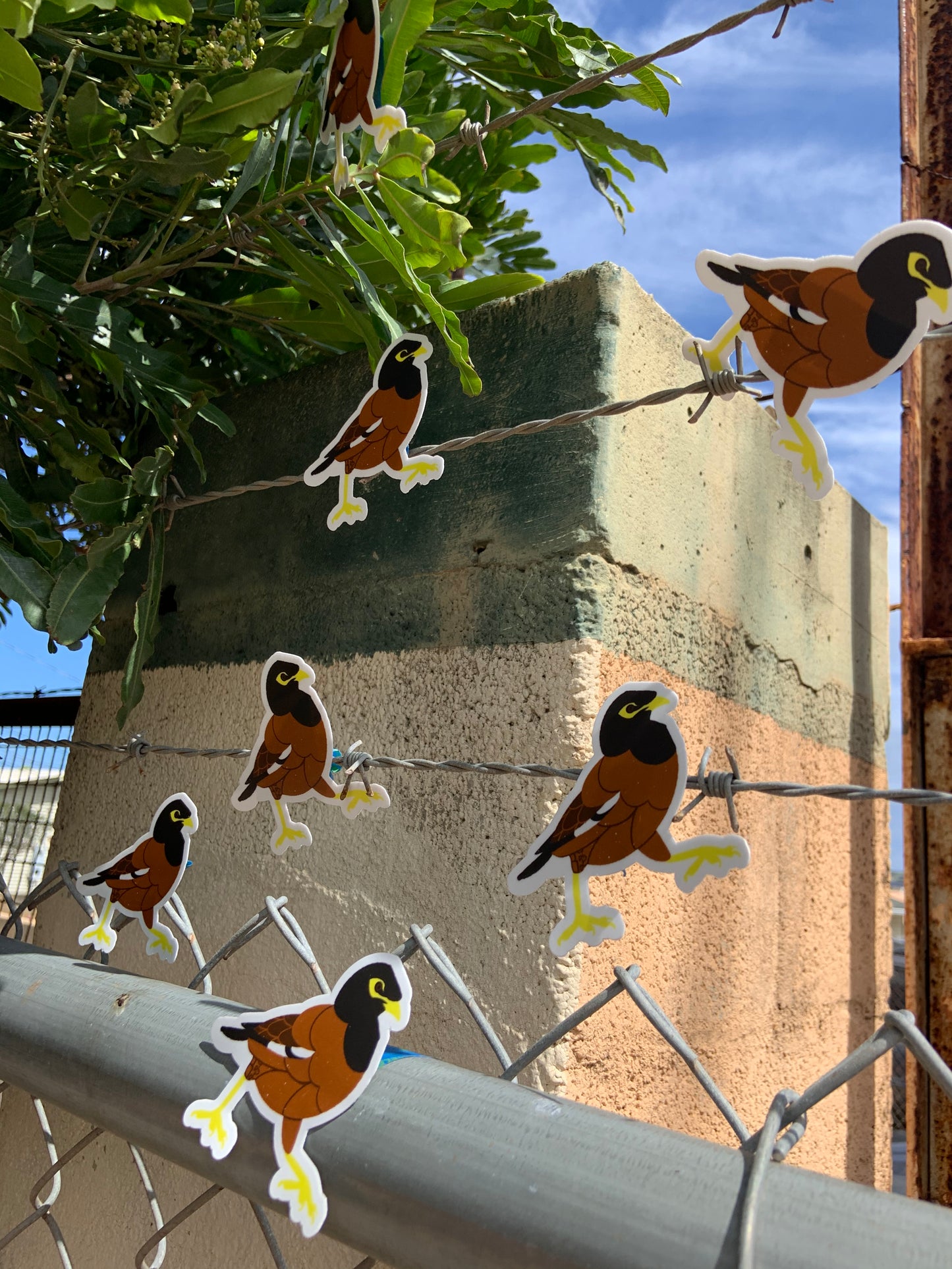 Myna Bird Stickers