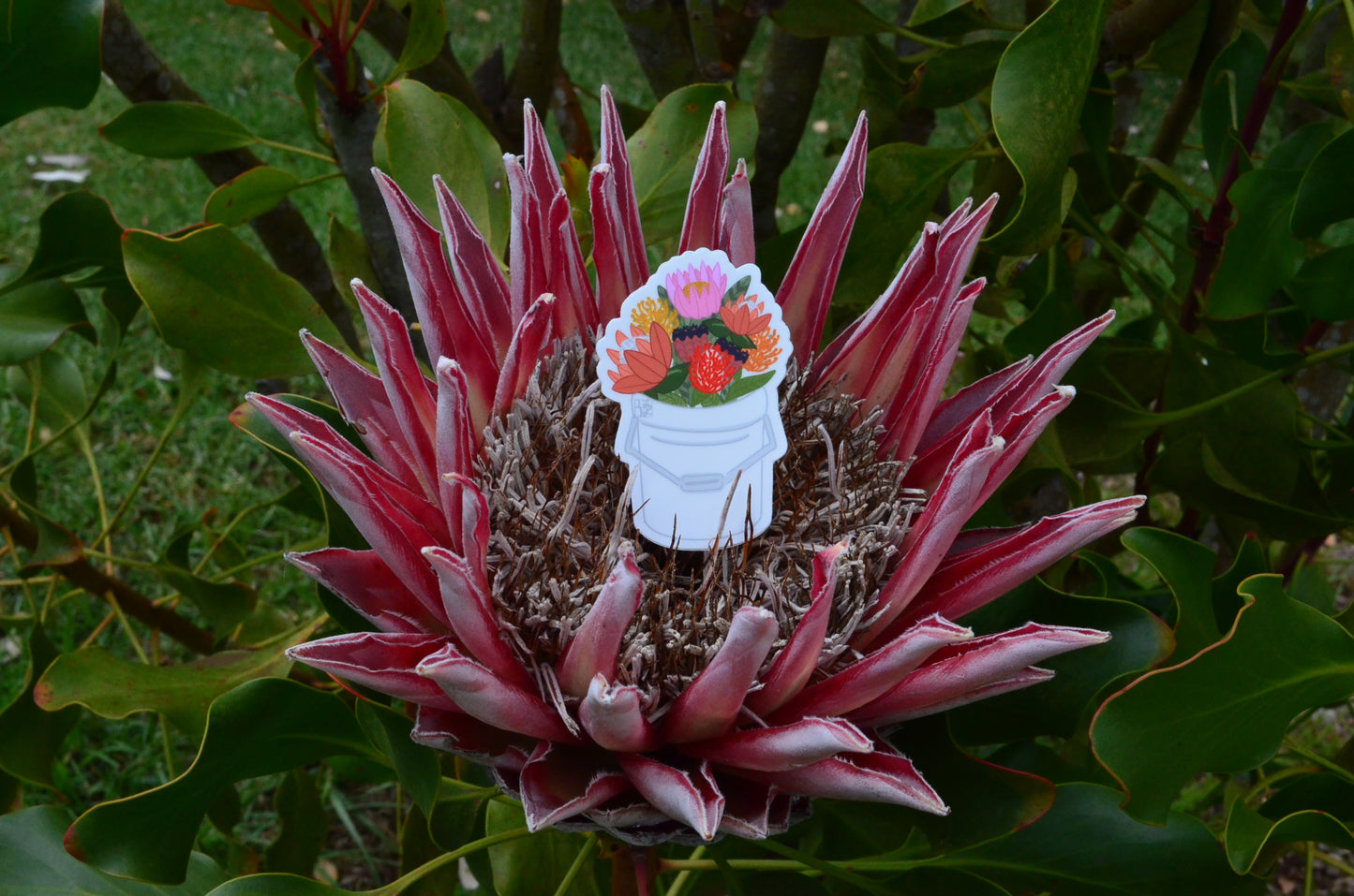 Protea Bucket Stickers