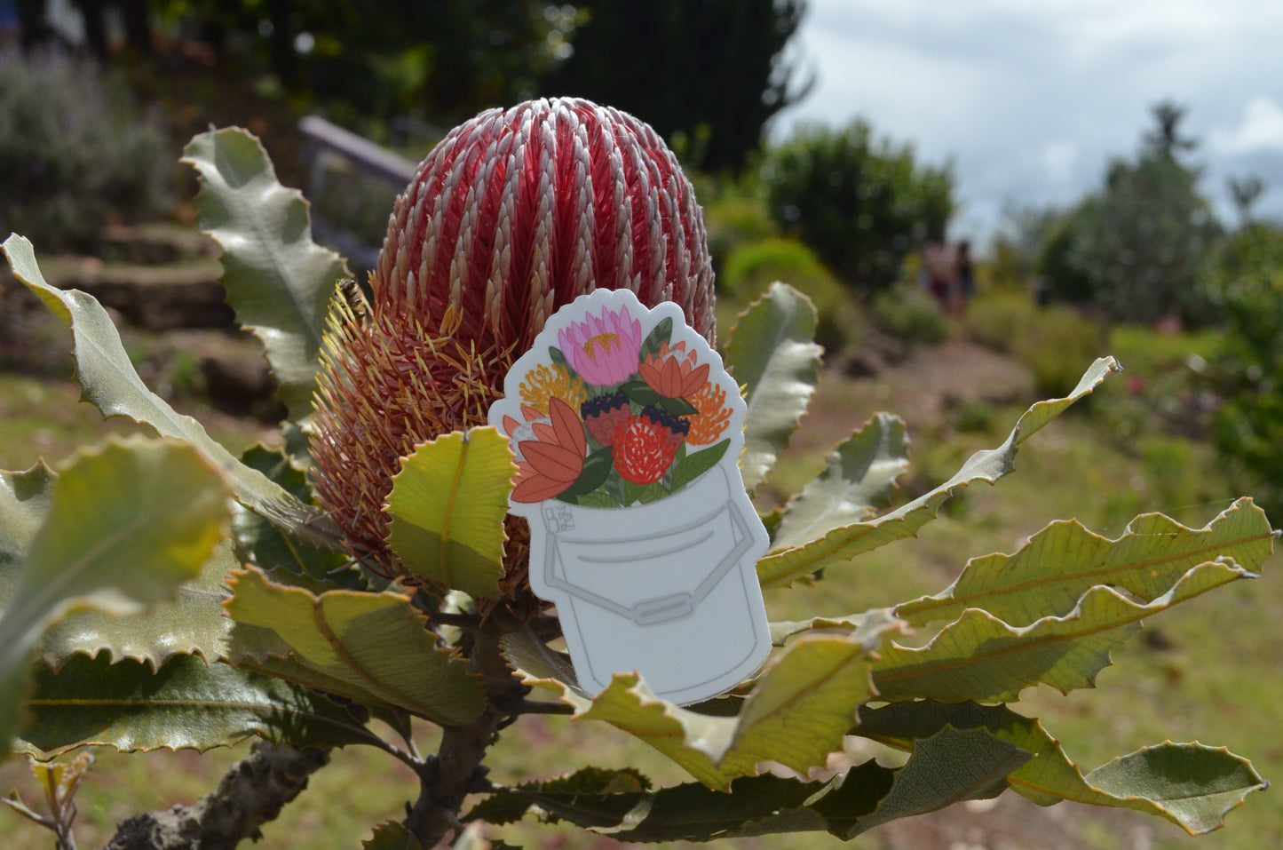 Protea Bucket Stickers