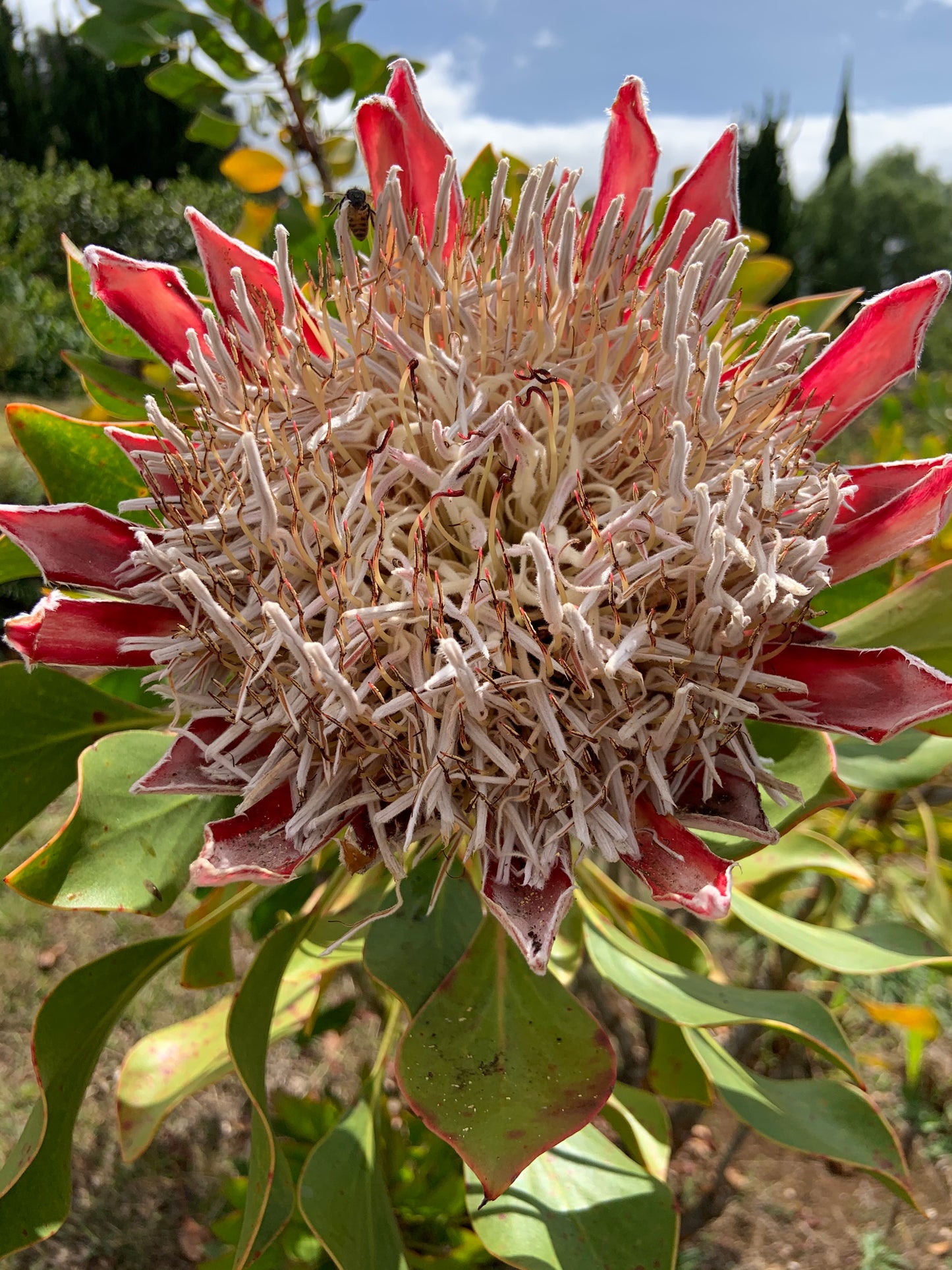 Protea Bucket Stickers