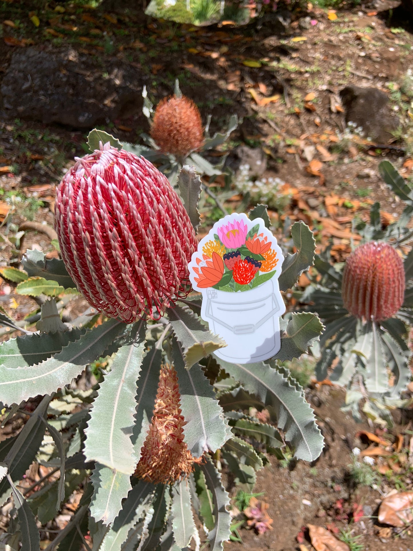 Protea Bucket Stickers