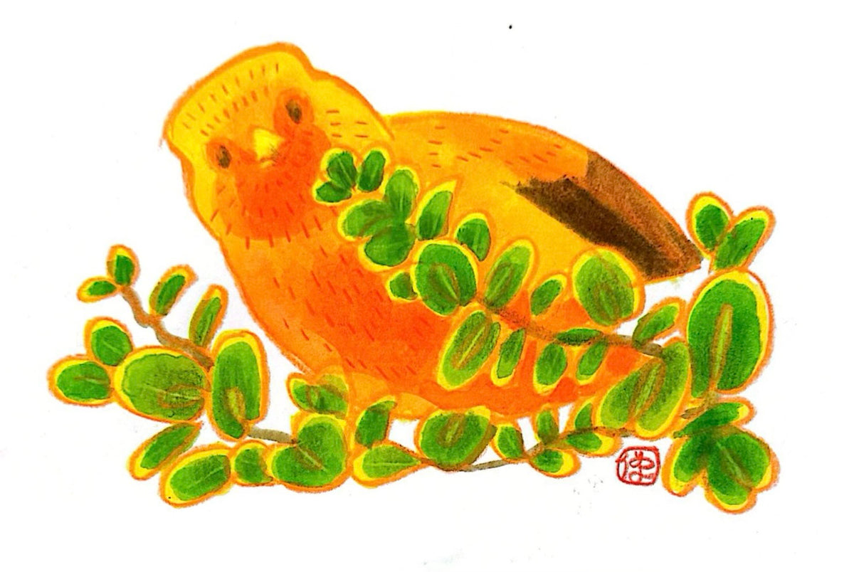 ‘Ākepa Drawing