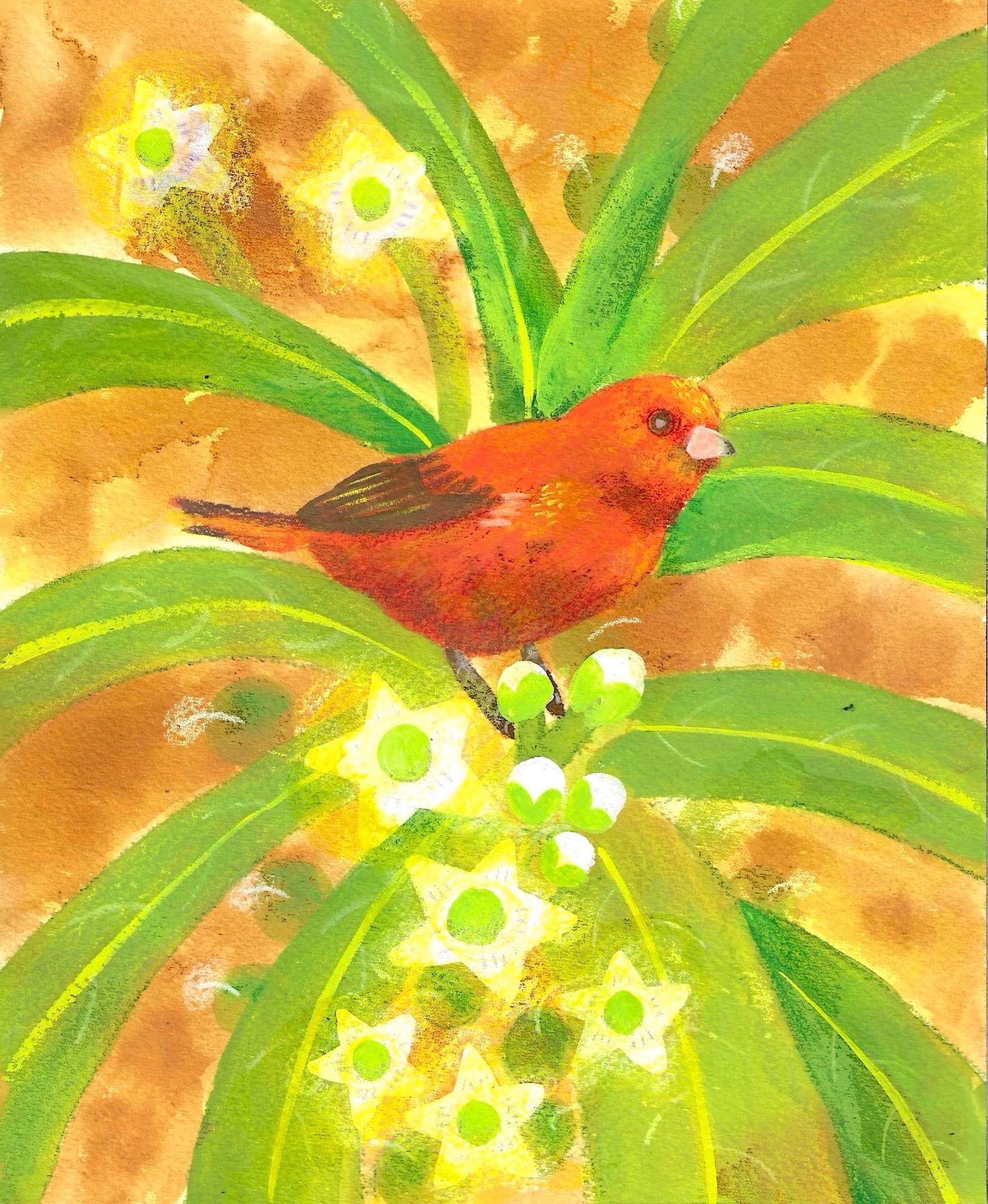 Maui ʻĀkepa Original