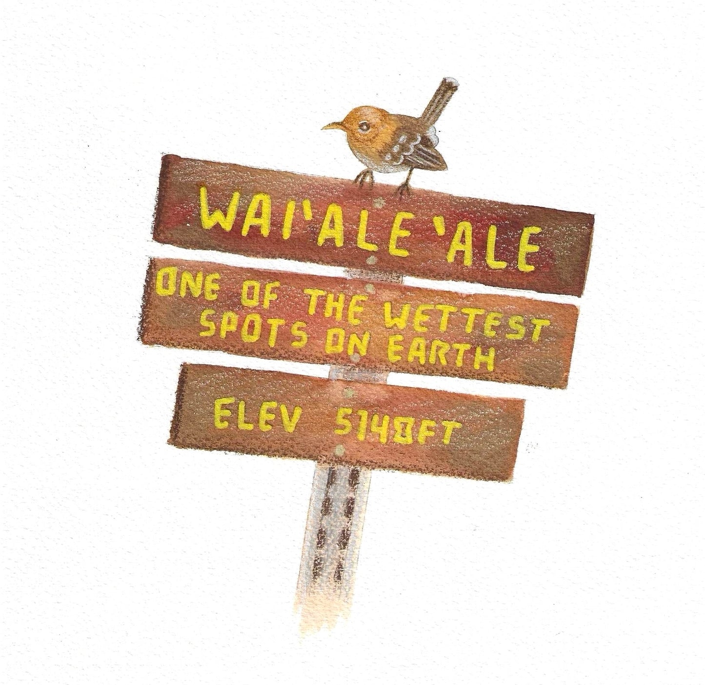 Kauaʻi ʻElepaio Guide Original