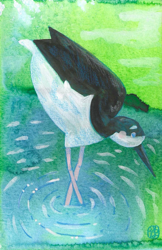 Aeʻo (Momona) Drawing