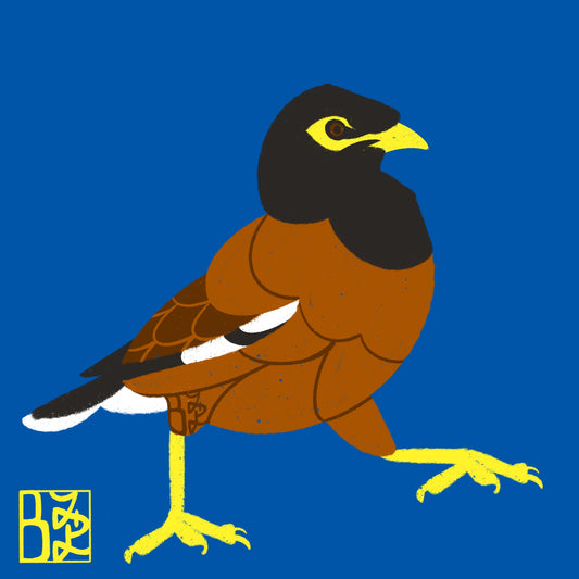 Mynah Strut Magnet